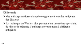 S/A
 Exemple :
 des anticorps Antibrucella qui co-agglutinent avec les antigènes
des Yersinia
 La technique du Western blot permet, dans une même opération,
de révéler la présence d'anticorps correspondant à différents
antigènes
 