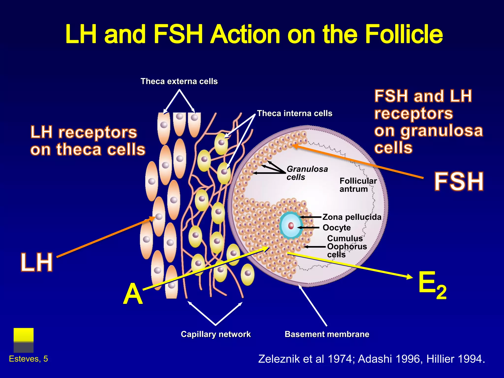Theca externa cells


                                          Theca interna cells




                                                 Granulosa
                                                 cells          Follicular
                                                                antrum


                                                          Zona pellucida
                                                          Oocyte
                                                           Cumulus
                                                           Oophorus
                                                           cells




                      Capillary network         Basement membrane

Esteves, 5                                Zeleznik et al 1974; Adashi 1996, Hillier 1994.
 