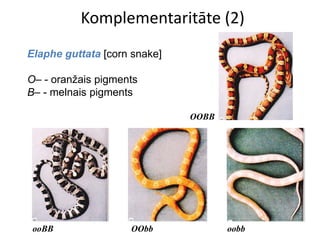 Komplementaritāte (2)
Elaphe guttata [corn snake]

O– - oranžais pigments
B– - melnais pigments

                              OOBB




 ooBB               OObb             oobb
 