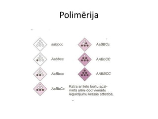 Polimērija
 
