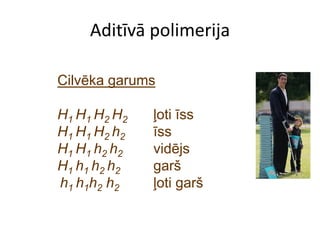 Aditīvā polimerija

Cilvēka garums

H1 H 1 H2 H2   ļoti īss
H1 H1 H2 h2    īss
H1 H1 h2 h2    vidējs
H1 h1 h2 h2    garš
h1 h1h2 h2     ļoti garš
 