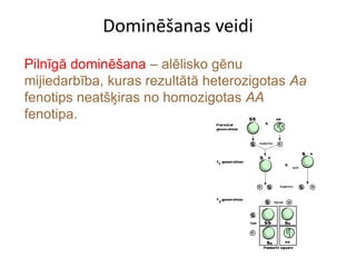Dominēšanas veidi
Pilnīgā dominēšana – alēlisko gēnu
mijiedarbība, kuras rezultātā heterozigotas Aa
fenotips neatšķiras no homozigotas AA
fenotipa.
 