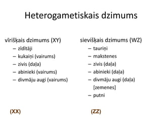 Heterogametiskais dzimums

vīrišķais dzimums (XY)          sievišķais dzimums (WZ)
   –   zīdītāji                    – tauriņi
   –   kukaiņi (vairums)           – makstenes
   –   zivis (daļa)                – zivis (daļa)
   –   abinieki (vairums)          – abinieki (daļa)
   –   divmāju augi (vairums)      – divmāju augi (daļa)
                                     [zemenes]
                                   – putni


  (XX)                              (ZZ)
 