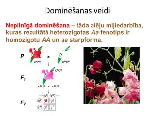 Dominēšanas veidi
Nepilnīgā dominēšana – tāda alēļu mijiedarbība,
kuras rezultātā heterozigotas Aa fenotips ir
homozigotu AA un aa starpforma.

     P



     F1



     F2
 