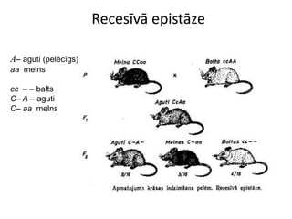 Recesīvā epistāze

A– aguti (pelēcīgs)
aa melns

cc – – balts
C– A – aguti
C– aa melns
 