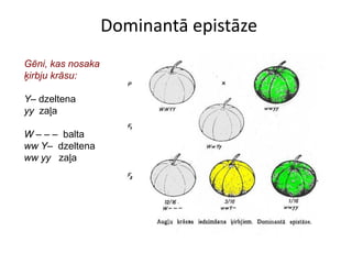 Dominantā epistāze
Gēni, kas nosaka
ķirbju krāsu:

Y– dzeltena
yy zaļa

W – – – balta
ww Y– dzeltena
ww yy zaļa
 