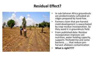 Residual Effect?
• In sub-Saharan Africa groundnuts
are predominately cultivated on
ridges prepared by hand-hoe.
• Farmers claim that pre-harvest
mold development is exacerbated
by crop residue incorporation. So
they avoid it in groundnuts field.
• From published data: Residue
incorporation improves soil
nutrition, water holding capacity,
supports Trichoderma and some
bacteria....... that reduce pre-
harvest aflatoxin contamination
• What is right????
 