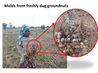 Molds from freshly dug groundnuts
 
