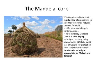 The Mandela cork
•Existing data indicate that
rapid drying of groundnuts to
safe moisture levels reduces
chances for mold
proliferation and aflatoxin
contamination .
•The technology Mandela
Cork is a slow drying
technique currently being
advocated by NGOs to avoid
loss of weight, for protection
from sun/rain and animals.
•Is Mandela technique
appropriate for Malawi and
Zambia?
 