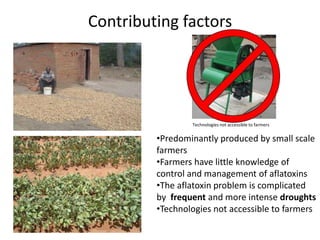 Contributing factors
•Predominantly produced by small scale
farmers
•Farmers have little knowledge of
control and management of aflatoxins
•The aflatoxin problem is complicated
by frequent and more intense droughts
•Technologies not accessible to farmers
Technologies not accessible to farmers
 