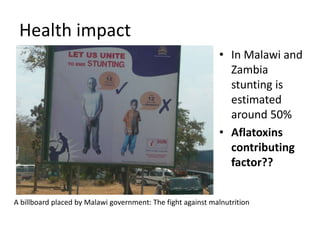 Health impact
A billboard placed by Malawi government: The fight against malnutrition
• In Malawi and
Zambia
stunting is
estimated
around 50%
• Aflatoxins
contributing
factor??
 