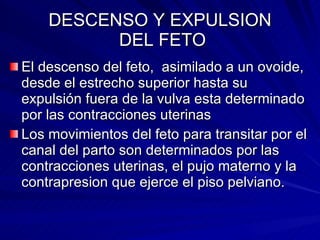 DESCENSO Y EXPULSION  DEL FETO El descenso del feto,  asimilado a un ovoide, desde el estrecho superior hasta su expulsión fuera de la vulva esta determinado por las contracciones uterinas Los movimientos del feto para transitar por el canal del parto son determinados por las contracciones uterinas, el pujo materno y la contrapresion que ejerce el piso pelviano.  