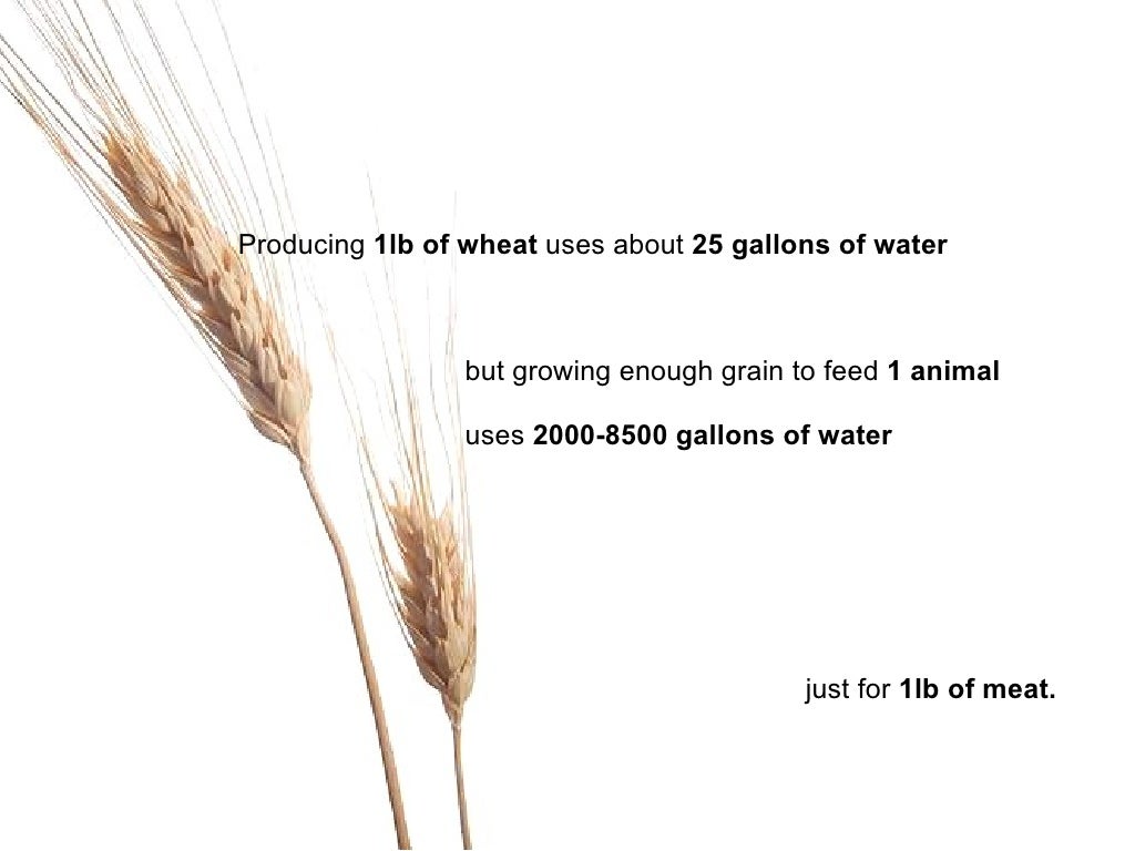 Producing 1lb of wheat uses