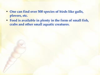 One can find over 500 species of birds like gulls, plovers, etc.   Food is available in plenty in the form of small fish, crabs and other small aquatic creatures.  