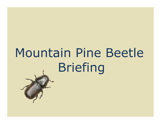 Mountain Pine Beetle
      Briefing
 