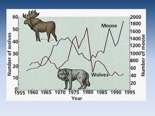 Predator vs PreyPredator and Prey populations can affect one anotherAs prey increases, predator will increase in responseAs predators increase, prey will decreaseAs prey decrease, predators will decrease