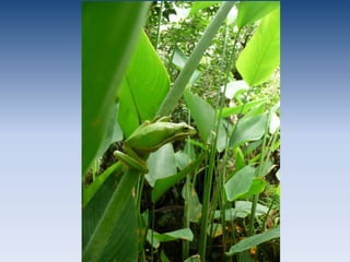 Quick VocabularyAccumulate: to gain over time