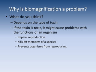 What happens to the food web?What do you think?Decreased top consumers means more low level consumersMore low level consumers means increased amounts of the toxic toxin!The top level consumers don’t stand a chance!Are we top level consumers? Can this happen to us?