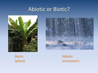 Abiotic or Biotic?Biotic (plant)Abiotic (rainwater)