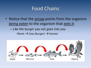 Food ChainsNotice that the arrow points from the organism being eatento the organism that eats it.Like the burger you eat goes into you	Plants  Cow (burger)  Human