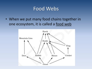 Food WebsWhen we put many food chains together in one ecosystem, it is called a food web