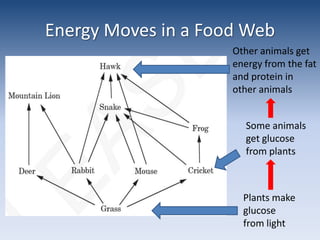 Energy Moves in a Food WebOther animals get energy from the fat and protein in other animalsSome animals get glucose from plantsPlants make glucose from light