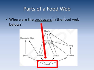 Parts of a Food WebWhere are the producers in the food web below?