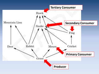 Tertiary ConsumerSecondary ConsumerPrimary ConsumerProducer