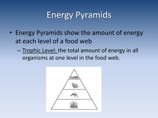 Energy PyramidsEnergy Pyramids show the amount of energy at each level of a food webTrophic Level: the total amount of energy in all organisms at one level in the food web.