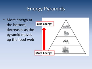 Energy PyramidsMore energy at the bottom, decreases as the pyramid moves up the food webLess EnergyMore Energy
