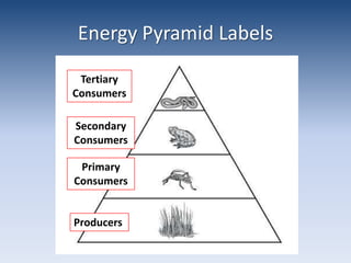 Energy Pyramid LabelsTertiary ConsumersSecondary ConsumersPrimary ConsumersProducers