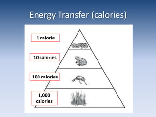 Energy Transfer (calories)1 calorie10 calories100 calories1,000 calories