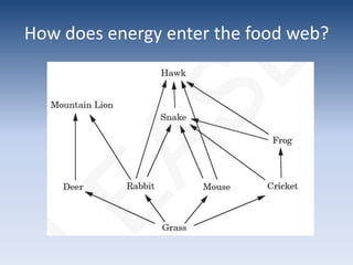How does energy enter the food web?