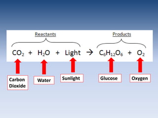 GlucoseOxygenSunlightCarbon DioxideWater