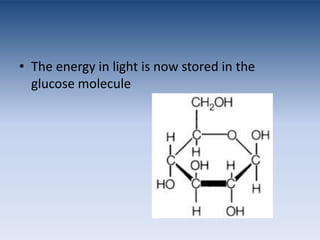 The energy in light is now stored in the glucose molecule