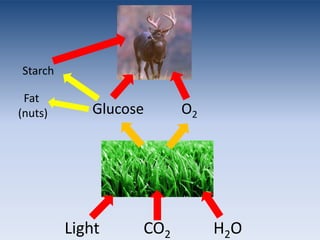 Starch  Fat(nuts)GlucoseO2Light           CO2           H2O