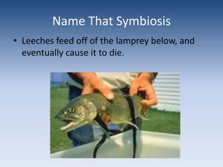 Name That SymbiosisLeeches feed off of the lamprey below, and eventually cause it to die.