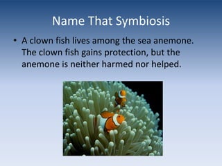 Name That SymbiosisA clown fish lives among the sea anemone. The clown fish gains protection, but the anemone is neither harmed nor helped.
