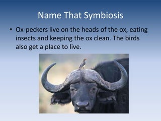 Name That SymbiosisOx-peckers live on the heads of the ox, eating insects and keeping the ox clean. The birds also get a place to live.