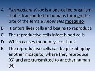  Plasmodium Vivax is a one-celled organism that is transmitted to humans through the bite of the female AnophelesmosquitoIt enters livercells and begins to reproduceThe reproductive cells infect blood cells.Which causes them to lyse or burst.The reproductive cells can be picked up by another mosquito, where they reproduce (G) and are transmitted to another human (H)