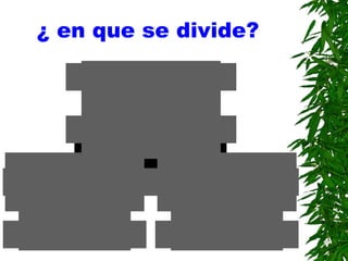 ¿ en que se divide? 