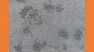 Goa Outing to Palolem Beach