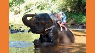 Goa Outing to Spice Farm