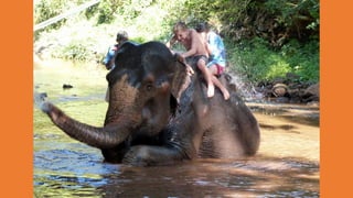 Goa Outing to Spice Farm