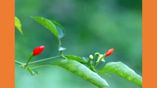 Goa Outing to Spice Farm