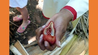 Goa Outing to Spice Farm