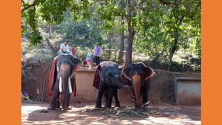 Goa Outing to Spice Farm