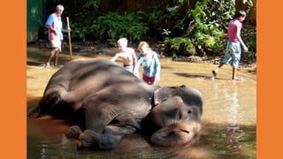 Goa Outing to Spice Farm