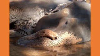 Goa Outing to Spice Farm