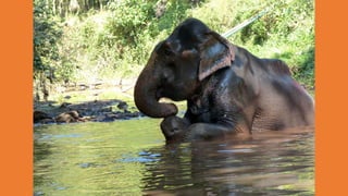 Goa Outing to Spice Farm